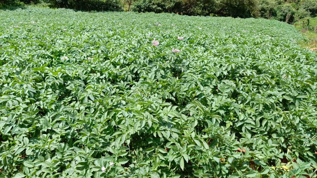 POTATO AT FLOWERING STAGE